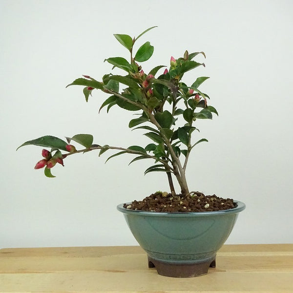 盆栽 椿 港の春 樹高 約20cm つばき Camellia japonica ツバキ 桃色 一重 ピンク ツバキ科 常緑樹 観賞用 小品 b1198425402