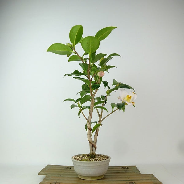 盆栽 椿 樹高 約32cm つばき Camellia japonica ツバキ 白 ツバキ科 常緑樹 観賞用 e1198412818