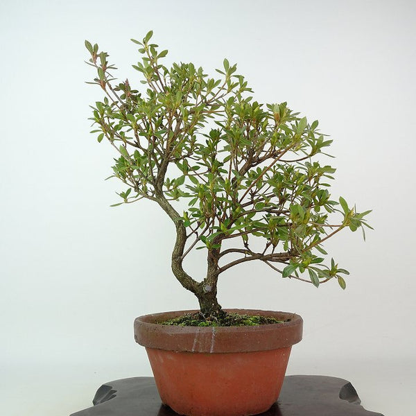 盆栽 皐月 鼓の舞 樹高 約29cm さつき Rhododendron indicum サツキ ツツジ科 常緑樹 観賞用 1198402349