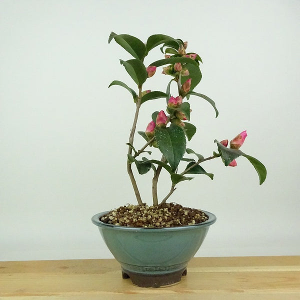 盆栽 椿 港の曙 樹高 約19cm つばき Camellia japonica ツバキ 淡桃 ピンク 一重 白ボカシ ツバキ科 常緑樹 観賞用 小品 h1198422440