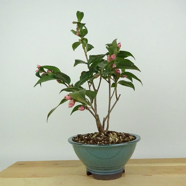 盆栽 椿 ロゼフローラ 樹高 約25cm つばき Camellia japonica ツバキ 桃色 一重 ピンク ツバキ科 常緑樹 観賞用 m1198406630