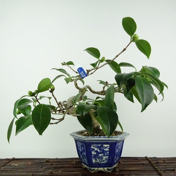 盆栽 椿 樹高 約20cm つばき Camellia japonica ツバキ ツバキ科 常緑樹 観賞用 小品 k1198412718