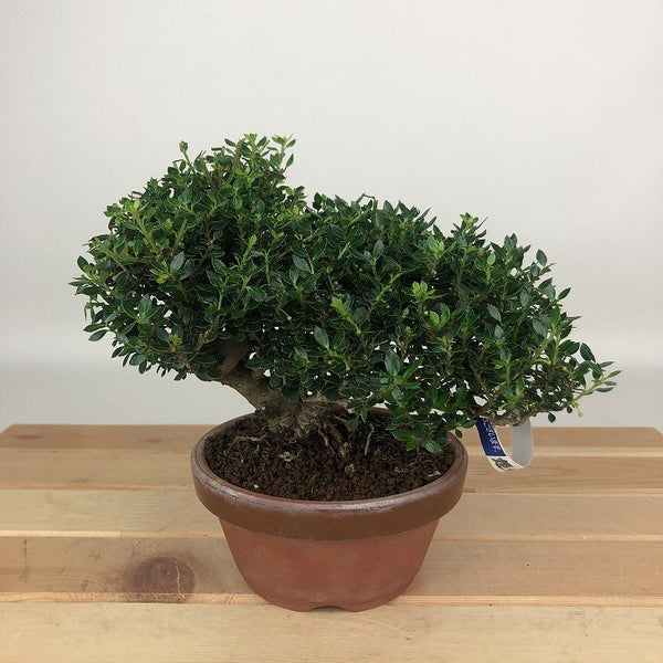 盆栽 黄楊 姫ツゲ 樹高 約12cm つげ Buxus microphylla var. japonica ツゲ 柘植 ツゲ科 常緑樹 観賞用 小品 c1198406137