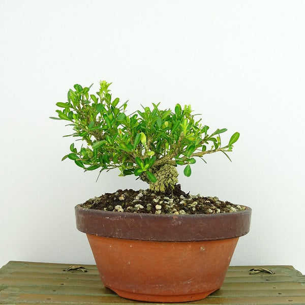 盆栽 台湾黄楊 樹高 約11cm たいわんつげ タイワンツゲ 柘植 ツゲ科 常緑樹 観賞用 小品 k1198403987