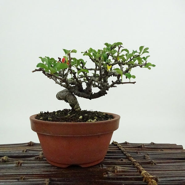 盆栽 梅 長寿梅 樹高 約10cm ちょうじゅばい チョウジュバイ バラ科 ボケ属 落葉樹 観賞用 小品 b1198420419