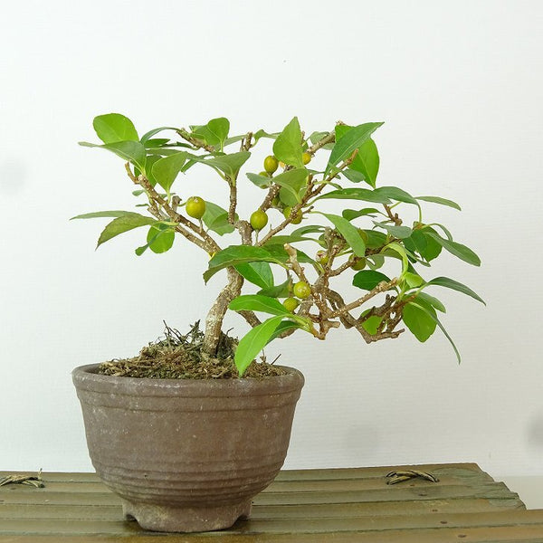 盆栽 岩蔓梅擬 樹高 約11cm いわつるうめもどき イワツルウメモドキ つる性 ニシキギ科 ツルウメモドキ属 落葉樹 観賞用 小品 n1198409134