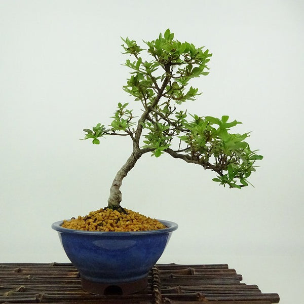 盆栽 皐月 満月 樹高 約20cm さつき Rhododendron indicum サツキ ツツジ科 常緑樹 観賞用 小品 f1198409382