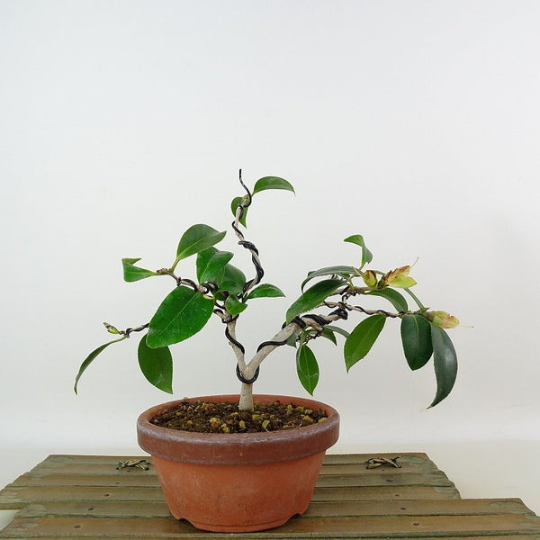 盆栽 椿 侘助 樹高 約14cm つばき Camellia japonica ツバキ ツバキ科 常緑樹 観賞用 小品 n1198405495