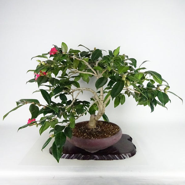 盆栽 椿 藪椿 樹高 上下 約45cm つばき Camellia japonica ツバキ 赤 赤花 一重 ツバキ科 常緑樹 観賞用 v1198434483