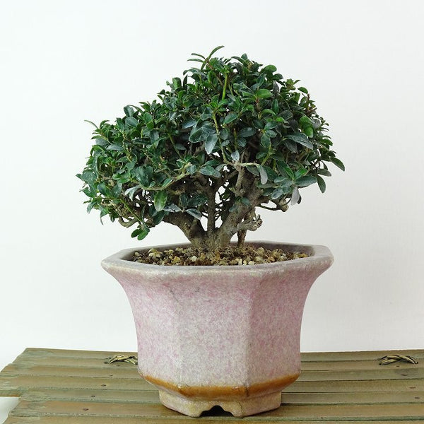 盆栽 黄楊 樹高 約11cm つげ Buxus microphylla var. japonica ツゲ 柘植 ツゲ科 常緑樹 観賞用 小品 j1198415614