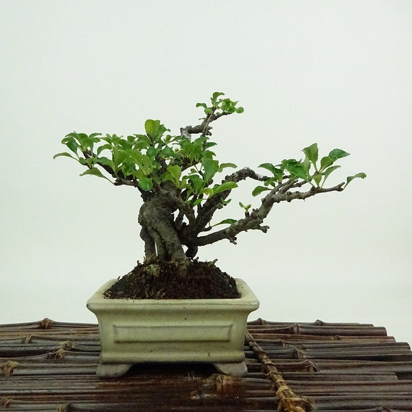 盆栽 梅 長寿梅 樹高 約10cm ちょうじゅばい チョウジュバイ 根上り バラ科 ボケ属 落葉樹 観賞用 小品 j1198417711