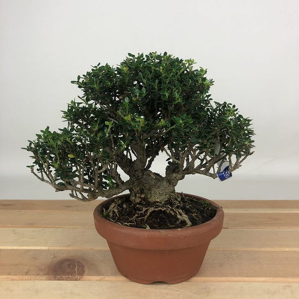 盆栽 黄楊 姫ツゲ 樹高 約12cm つげ Buxus microphylla var. japonica ツゲ 柘植 ツゲ科 常緑樹 観賞用 小品 l1198414604