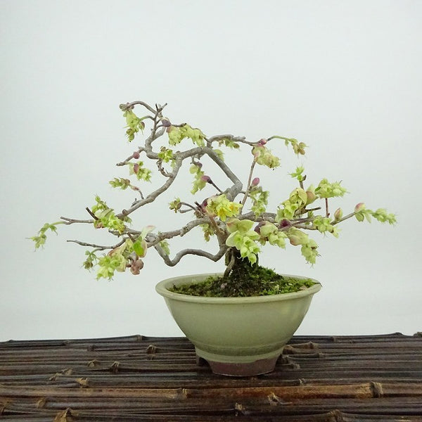 盆栽 土佐水木 樹高 約16cm とさみずき Corylopsis spicata トサミズキ マンサク科 落葉樹 観賞用 小品 1198407216