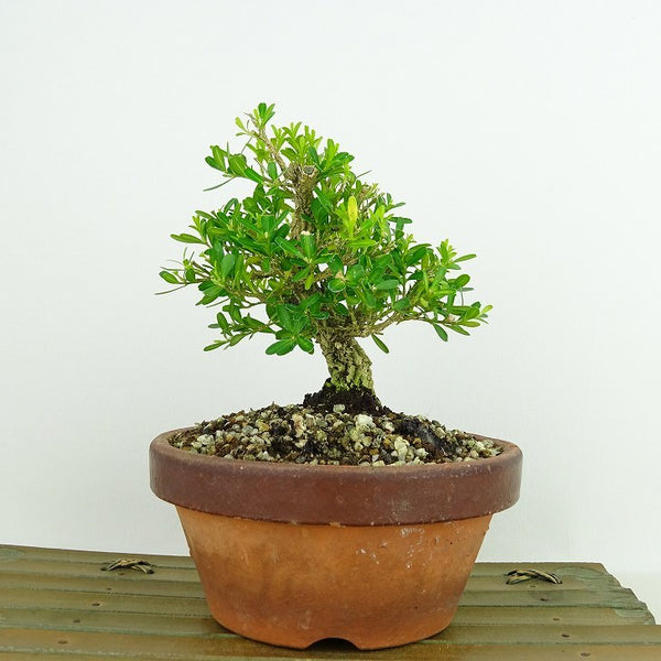 盆栽 台湾黄楊 樹高 約12cm たいわんつげ タイワンツゲ 柘植 ツゲ科 常緑樹 観賞用 小品 s1198413781