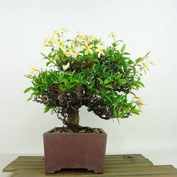 盆栽 定家葛 樹高 約20cm ていかかずら テイカカズラ つる性 キョウチクトウ科 常緑樹 紅葉 観賞用 小品 u1198422492