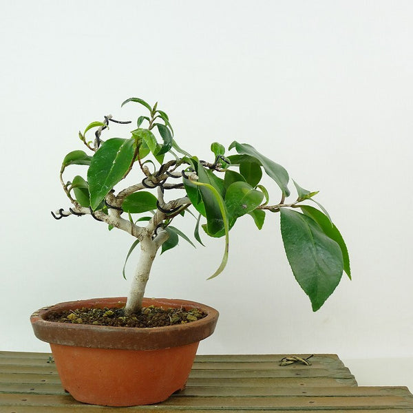 盆栽 椿 侘助 樹高 約14cm つばき Camellia japonica ツバキ ツバキ科 常緑樹 観賞用 小品 1198400995