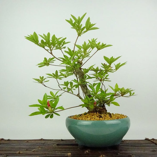 盆栽 皐月 樹高 約25cm さつき Rhododendron indicum サツキ ツツジ科 常緑樹 観賞用 g1198420323