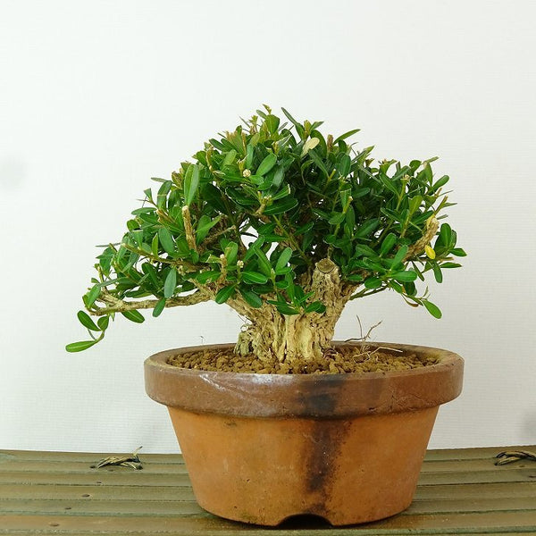 盆栽 台湾黄楊 樹高 約9cm たいわんつげ タイワンツゲ 柘植 ツゲ科 常緑樹 観賞用 小品 e1198415008