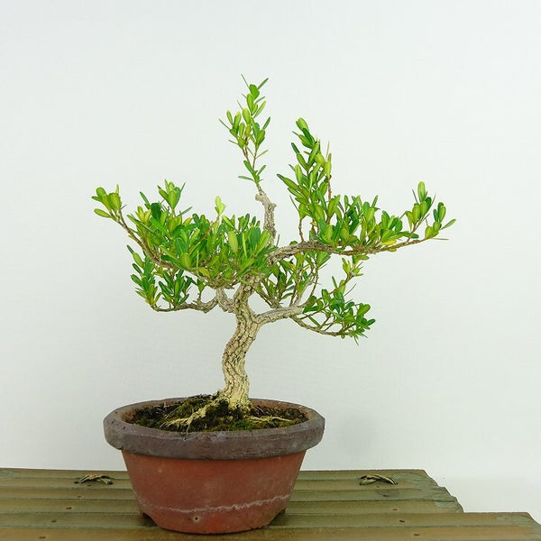 盆栽 台湾黄楊 樹高 約20cm たいわんつげ タイワンツゲ 柘植 ツゲ科 常緑樹 観賞用 小品 h1198425029