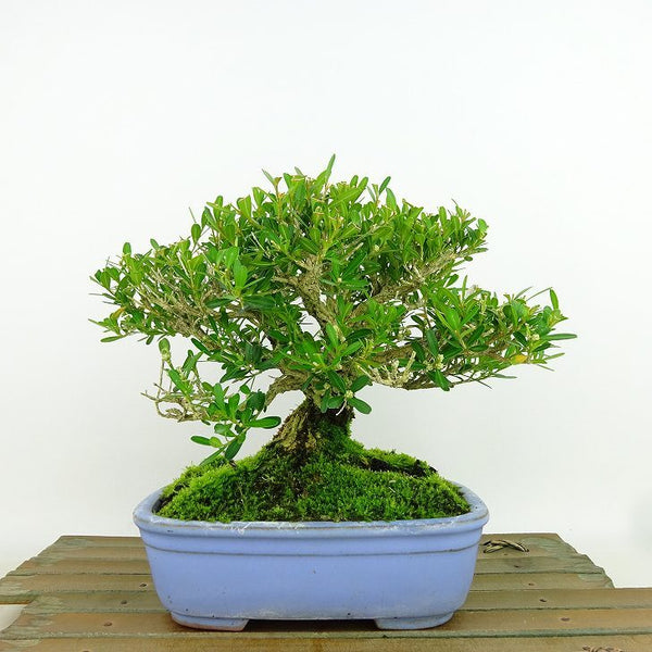 盆栽 台湾黄楊 樹高 約14cm たいわんつげ タイワンツゲ 柘植 ツゲ科 常緑樹 観賞用 小品 b1198422161