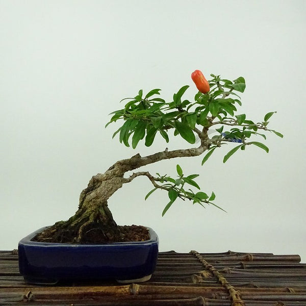 盆栽 石榴 樹高 約16cm ざくろ Punica granatum ザクロ ミソハギ科 ザクロ属 落葉樹 観賞用 小品 1198406313