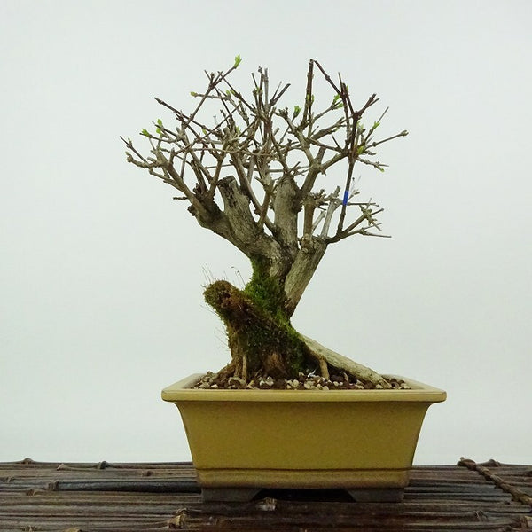 盆栽 匂い楓 樹高 約19cm においかえで Premna japonica ニオイカエデ クマツヅラ科 落葉樹 観賞用 小品 b1198416591