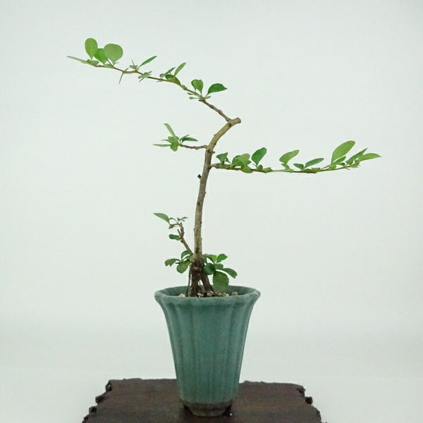 盆栽 梅 長寿梅 樹高 約17cm ちょうじゅばい チョウジュバイ 白 根上り バラ科 ボケ属 落葉樹 観賞用 小品 j1198413730