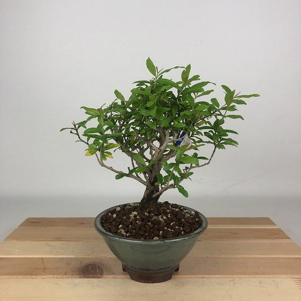 盆栽 石榴 樹高 約19cm ざくろ Punica granatum ザクロ ミソハギ科 ザクロ属 落葉樹 観賞用 小品 v1198439423