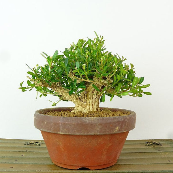 盆栽 台湾黄楊 樹高 約9cm たいわんつげ タイワンツゲ 柘植 ツゲ科 常緑樹 観賞用 小品 s1198410499