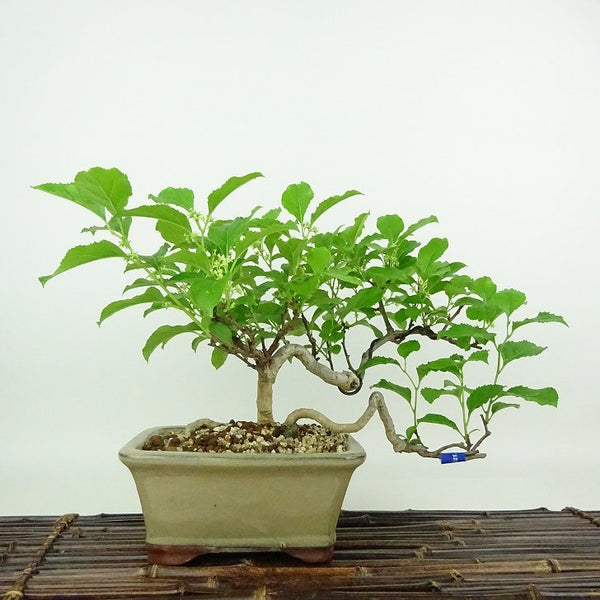 盆栽 蔓梅擬 樹高 約18cm つるうめもどき ツルウメモドキ つる性 ニシキギ科 ツルウメモドキ属 落葉樹 観賞用 小品 d1198425814