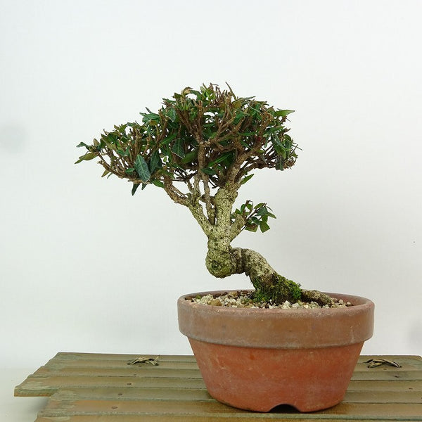 盆栽 縮緬葛 樹高 約13cm ちりめんかずら tirimenkazura チリメンカズラ テイカカズラ属 つる性 常緑樹 観賞用 小品 b1198421223