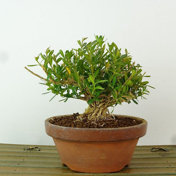 盆栽 台湾黄楊 樹高 約11cm たいわんつげ タイワンツゲ 柘植 ツゲ科 常緑樹 観賞用 小品 e1198415259