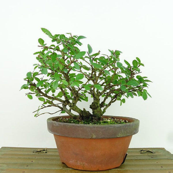盆栽 楡欅 樹高 約14cm にれけやき Ulmus parvifolia ニレケヤキ 紅葉 ニレ科 落葉樹 観賞用 小品 t1198409567