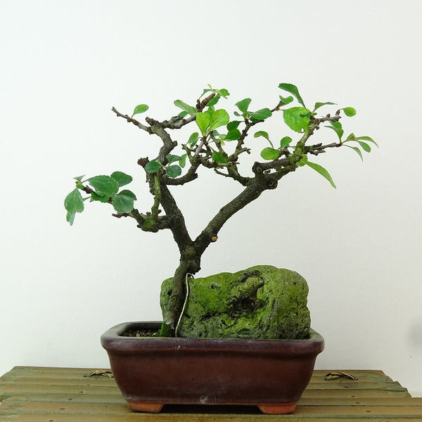 盆栽 梅 長寿梅 樹高 約16cm ちょうじゅばい チョウジュバイ 石付き バラ科 ボケ属 落葉樹 観賞用 小品 h1198427817