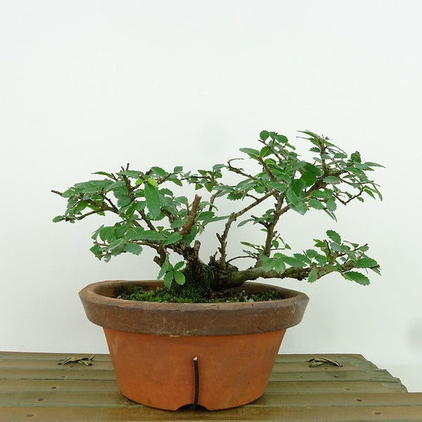 盆栽 楡欅 樹高 約10cm にれけやき Ulmus parvifolia ニレケヤキ 紅葉 ニレ科 落葉樹 観賞用 小品 c1198406888