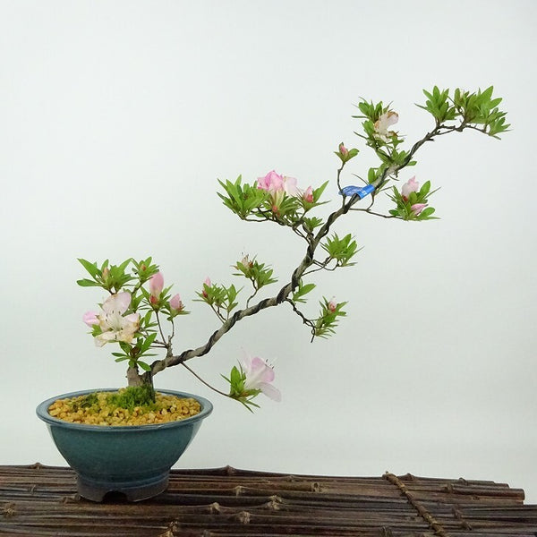盆栽 皐月 桜姫 樹高 約24cm さつき Rhododendron indicum サツキ ツツジ科 常緑樹 観賞用 p1198418173