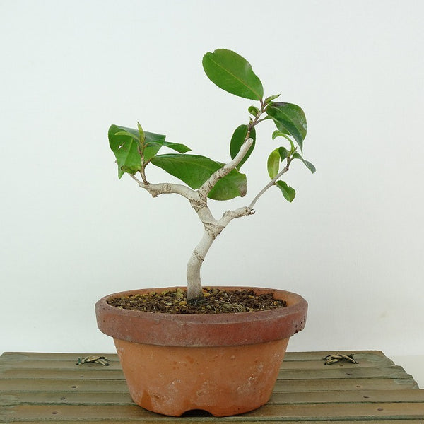 盆栽 椿 侘助 樹高 約15cm つばき Camellia japonica ツバキ ツバキ科 常緑樹 観賞用 小品 o1198424132