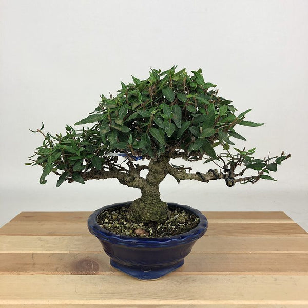 盆栽 縮緬葛 樹高 約15cm ちりめんかずら tirimenkazura チリメンカズラ テイカカズラ属 つる性 常緑樹 観賞用 小品 b1198419973