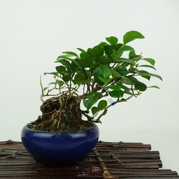 盆栽 蔓梅擬 樹高 約12cm つるうめもどき つる性 ニシキギ科 ツルウメモドキ属 落葉樹 観賞用 小品 f1198408128