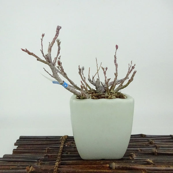 盆栽 猫柳 樹高 約12cm ねこやなぎ Salix gracilistyla ネコヤナギ ヤナギ科 ヤナギ属 落葉樹 観賞用 小品 m1198403345