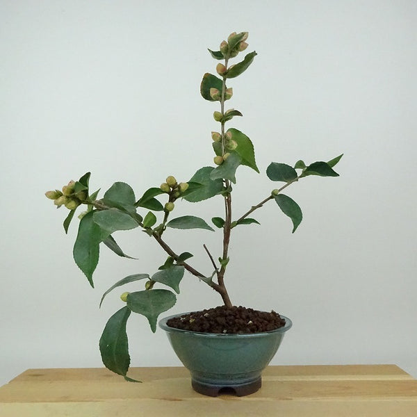 盆栽 椿 ワーリンガーベル 樹高 約27cm つばき Camellia japonica ツバキ 極淡桃 ピンク 一重 極小輪 ツバキ科 常緑樹 観賞用 r1198411700