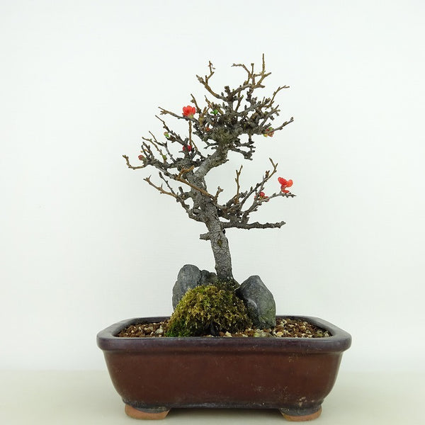 盆栽 梅 長寿梅 樹高 約20cm ちょうじゅばい チョウジュバイ 石付き バラ科 ボケ属 落葉樹 観賞用 小品 v1198440020