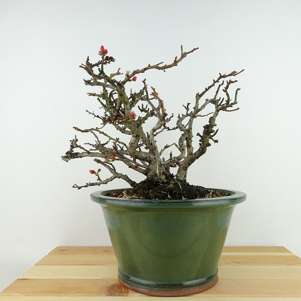 盆栽 梅 長寿梅 樹高 約18cm ちょうじゅばい チョウジュバイ バラ科 ボケ属 落葉樹 観賞用 小品 r1198406519