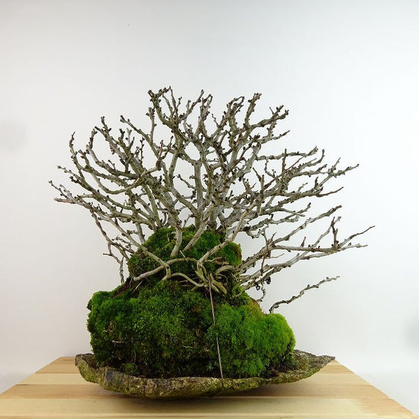 盆栽 梅 長寿梅 樹高 約32cm ちょうじゅばい チョウジュバイ 白 バラ科 ボケ属 落葉樹 観賞用 q1198415422