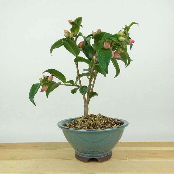 盆栽 椿 港の曙 樹高 約19cm つばき Camellia japonica ツバキ 淡桃 ピンク 一重 ツバキ科 常緑樹 観賞用 小品 c1198409916