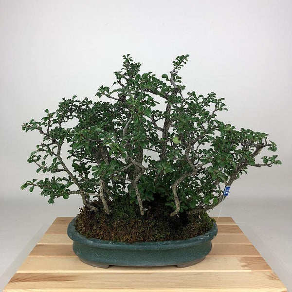 盆栽 梅 長寿梅 樹高 約30cm ちょうじゅばい Chaenomeles japonica 'Chojubai' チョウジュバイ バラ科 ボケ属 落葉樹 観賞用 s1198412236