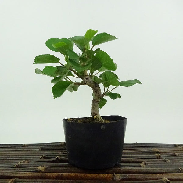 盆栽 浜朴 黄槿 樹高 約13cm はまぼう Hibiscus hamabo ハマボウ 紅葉 アオイ科 落葉樹 観賞用 小品 r1198404383