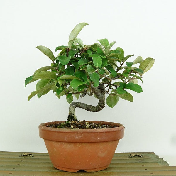 盆栽 夏茱萸 樹高 約15cm なつぐみ Elaeagnus multiflora ナツグミ グミ科 落葉樹 観賞用 小品 k1198411856
