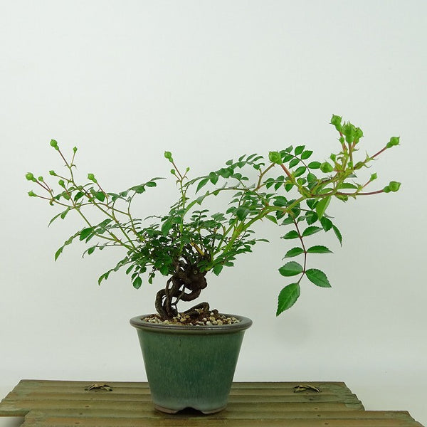 盆栽 薔薇 樹高 約16cm ばら Rosa バラ 白 八重 バラ科 落葉樹 観賞用 小品 o1198424079