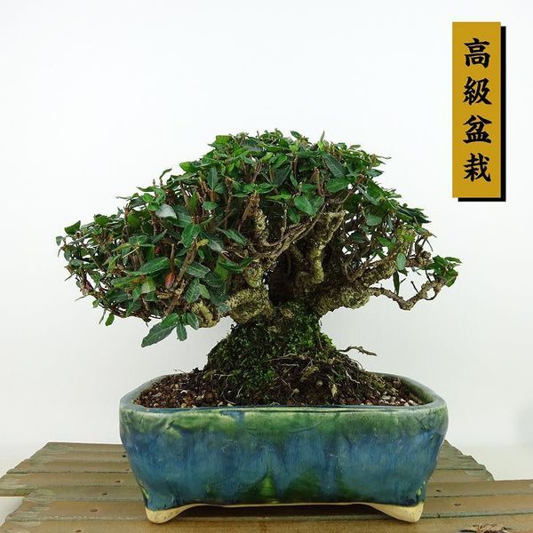 盆栽 縮緬葛 樹高 約15cm ちりめんかずら 高級盆栽 tirimenkazura チリメンカズラ テイカカズラ属 つる性 常緑樹 観賞用 小品 p1198419665